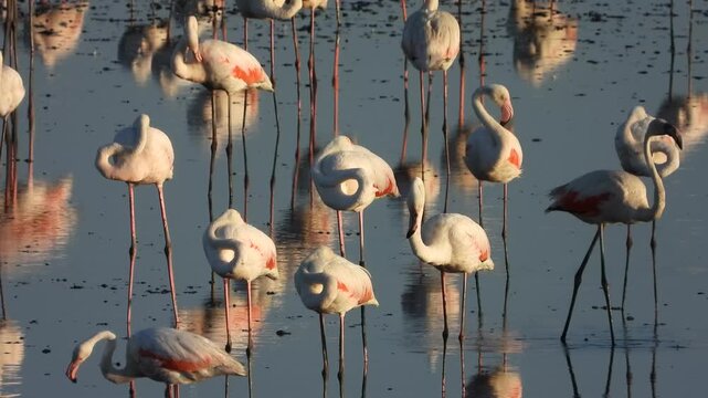 Flamencos en estado de relax