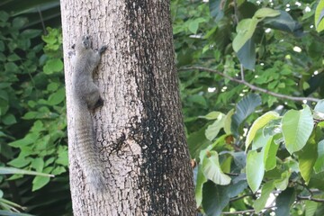 Squirrel climbing the tree: A sleek gray squirrel ascends a rough-barked tree in a verdant outdoor setting, highlighting the balance and agility of this wildlife creature.