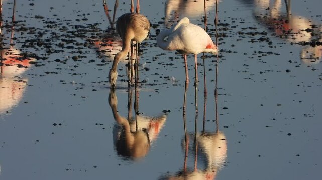 Primer plano de cr&iacute;a de flamenco en libertad