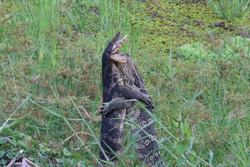 Predator and Prey: The striking image depicts a fierce monitor lizard locked in a struggle with its prey, showcasing the primal essence of nature's relentless battle for survival.