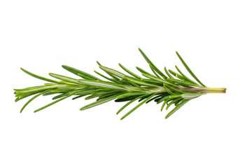 Fresh Rosemary Sprig: Vibrant Green Herb, Culinary Ingredient, Isolated on . transparent background