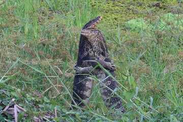 Alligator Camouflage: A master of stealth, an alligator blends seamlessly into its marsh environment, its textured hide mimicking the weathered wood and damp surroundings.
