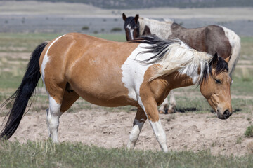 Obraz premium Wild Horse in Springtime in the Utah Desert