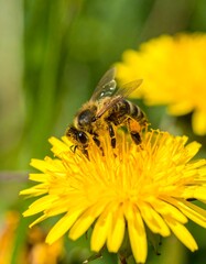 Close-up of bees on a dandelion