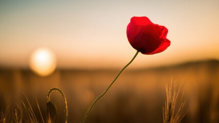 Golden sunrise over a peaceful countryside with vibrant red poppies in the foreground,