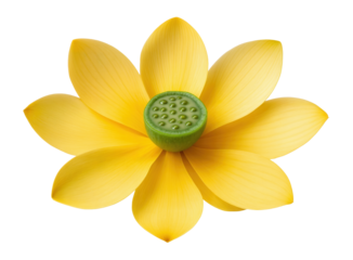 American yellow lotus with wide, yellow petals and a large, green seed capsule