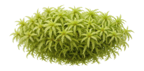 Sphagnum fimbriatum with fringed, pale green leaves and a dense, matted appearance