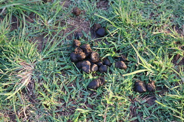 Animal droppings on grass: A close-up, realistic view of animal droppings scattered on a grassy field. Showcasing the natural textures and earthy tones of the scene.