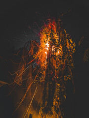 Flame in tree palm at night