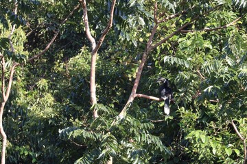 Hornbill Perched in Lush Canopy: The vibrant scene captures a hornbill, a bird known for its impressive beak, perched elegantly amidst the lush green foliage of a tropical rainforest.