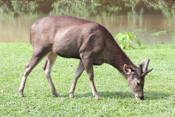 Sambar Deer Grazing: A stately Sambar deer grazes peacefully in a lush meadow near a serene body of water. The scene captures the tranquility of nature and the elegance of the animal.
