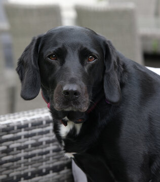 black labrador cross looking at camera