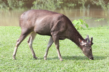 Sambar Deer Grazing Peacefully: A sambar deer, with its dark brown coat and impressive antlers, is captured in a serene natural setting.