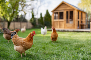 Chickens roaming freely in a green yard with a wooden coop in the background during a sunny day