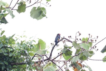Perched Bird in Tree: A vibrant bird rests serenely amidst a canopy of lush green leaves and branches, capturing a moment of natural tranquility.