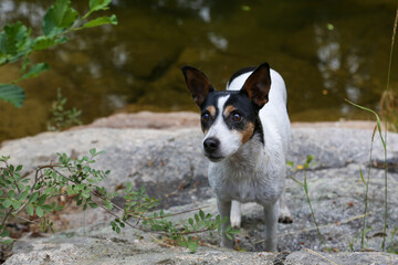 Portrait of a dog where we can see its muzzle and intelligent gaze in focus.