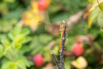 Yellow Darter Dragonfly (Sympetrum flaveolum), an insect with intense color and texture of wings, selective focus at close range, natural environment, macro dynamic element