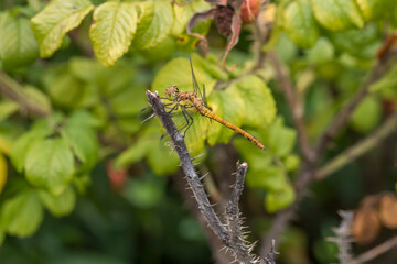 Yellow Darter Dragonfly (Sympetrum flaveolum), an insect with intense color and texture of wings, selective focus at close range, natural environment, macro dynamic element
