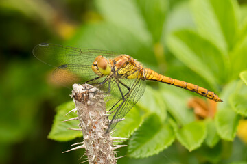 Yellow Darter Dragonfly (Sympetrum flaveolum), an insect with intense color and texture of wings,...