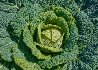 Top view of a green savoy cabbage plant in the field.
