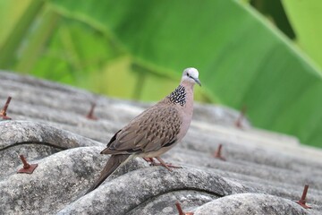 Dove Perched on a Rooftop: A captivating image of a dove stands regally on a weathered rooftop, surrounded by a backdrop of lush greenery.