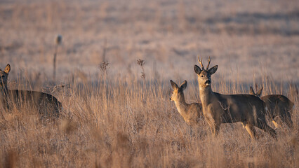 A herd of Roe deer (Capreolus capreolus) grazing in a meadow on a morning autumn day