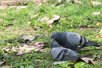 Fototapeta premium Pigeons Intimate Moment: Two pigeons share an intimate moment on a bed of green grass and fallen leaves, capturing a sense of peaceful companionship and natural beauty.