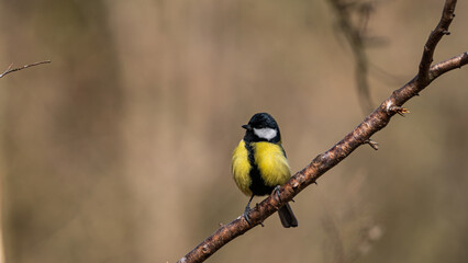 Great Tit (Parus major) sitting on branch
