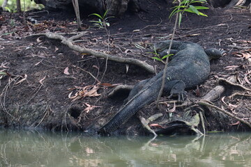 Water Monitor on the Bank: A solitary water monitor, its dark scales glistening, rests gracefully on the muddy bank of a serene river.