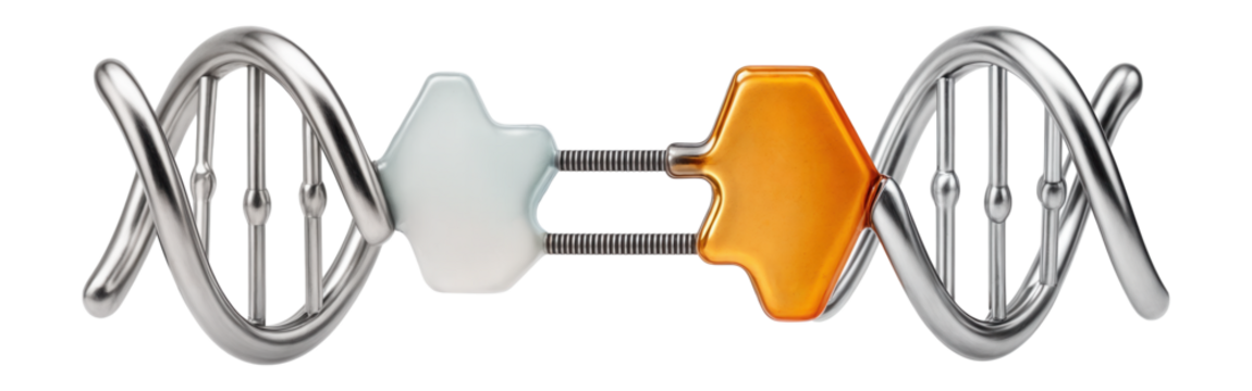 Point mutation displaying cytosine to thymine substitution in a DNA sequence