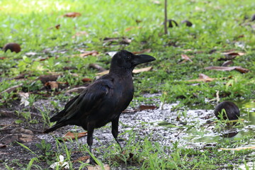 Black Crow Strolling in the Park: A captivating photo reveals a sleek black crow leisurely strolling across a patch of green grass, set amidst a tranquil park landscape. 