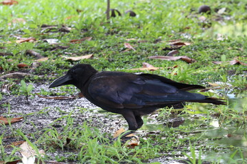 Black Crow in the Backyard: A majestic crow struts across a patch of grass, its dark plumage gleaming in the sunlight, showcasing the beauty of urban wildlife. 