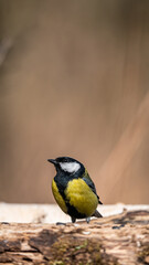 Great Tit (Parus major) sitting on branch