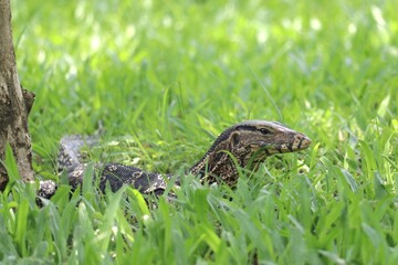 Lizard in Grassy Habitat: A monitor lizard, camouflaged among the green blades of grass, exemplifies nature's artistry. Capturing the wild beauty