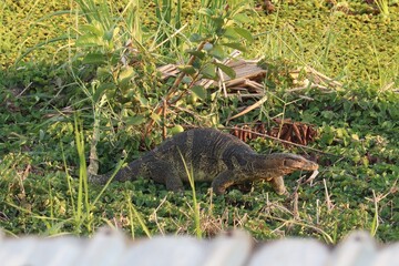 Reptilian Feast: A monitor lizard savors a fresh catch amid lush green vegetation. Captured at eye level, showcasing its predator skills. 