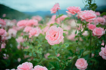 Close-up of blooming pink roses in garden with bokeh effect