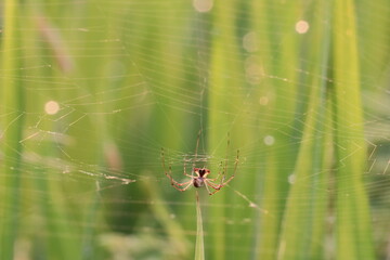 Spider in Web: A close-up view reveals the delicate beauty of a spider in its intricately woven web, glistening with morning dew against a backdrop of lush green grass.