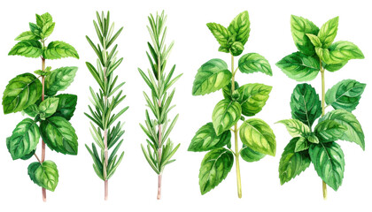 Fresh basil plant clipart sprigs for culinary and gardening designs fresh