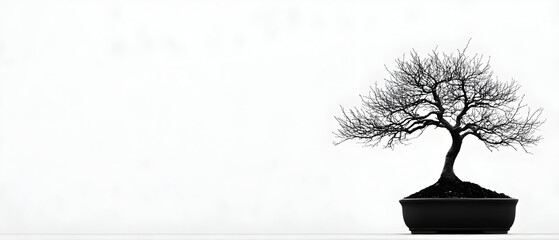 Fototapeta premium Black and white photo of a bonsai tree in a black pot against a white background.