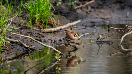 Hawfinch (Coccothraustes coccothraustes) on the river catching flies