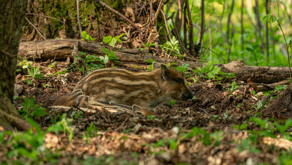 Obraz premium Baby wild boars (Sus Scrofa) in colorfull forest