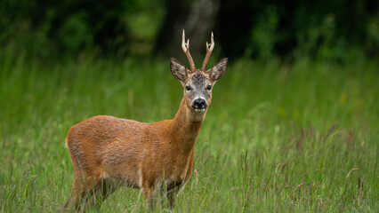 Obraz premium Male Roe Deer (Capreolus capreolus) with large antlers. Walks on a green meadow