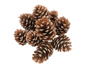 Group of realistic pine cones arranged on a transparent background for decorative purposes