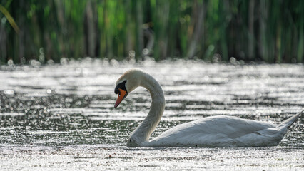 Fototapeta premium White female Swan (Cygnus olor) swimming in a lake