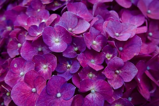 Vibrant purple Hydrangea macrophylla flowers in full bloom, showcasing rich colors and delicate petal texture in a close-up garden shot. - Powered by Adobe