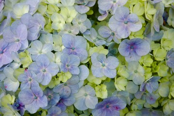 A close-up of pale yellow and blue Hydrangea macrophylla flowers in full bloom.