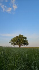 lonely tree in the field, endless steppe with a lonely tree, spring landscape 