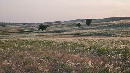 endless wild meadows where feather grass grows, evergreen steppe at sunset, alpine meadows at sunset 