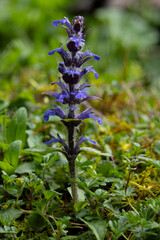 blue blooming blue bugle, bugleweed or common bugle (ajuga reptans) found in valley of river lech in austria