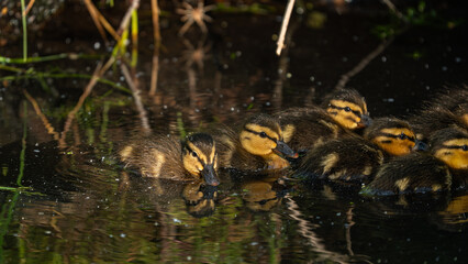Cute little Mallard ducklings (Anas platyrhynchos) swimming on the river